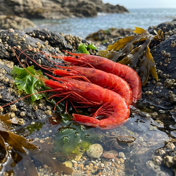 Supreme Wild Red Devil Shrimp